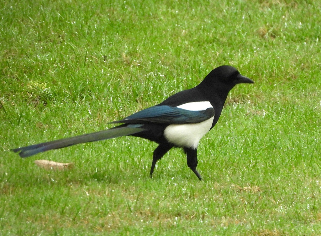 Eurasian Magpie (Iberian)