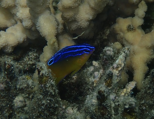 Bluespot damsel (Pomacentrus grammorhynchus) — Pomacentridae — 3