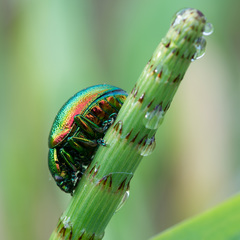 Chrysolina graminis