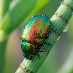 Chrysolina graminis