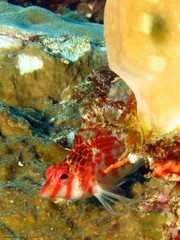 Cirrhitichthys falco