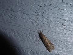 Triplectides obsoletus