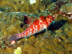 Cirrhitichthys falco