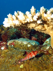 Cirrhitichthys falco