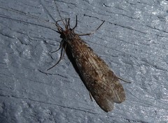 Triplectides obsoletus