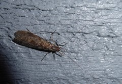 Triplectides obsoletus