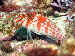 Cirrhitichthys falco