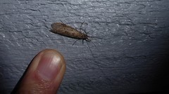 Triplectides obsoletus