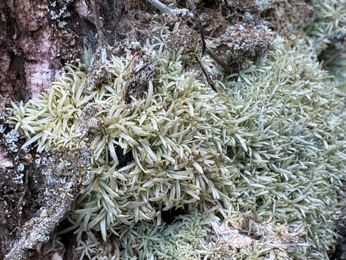 white octoblepharum moss (Octoblepharum albidum)