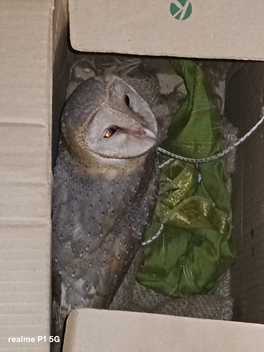 Eastern Barn Owl