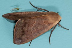 Ophiusa disjungens