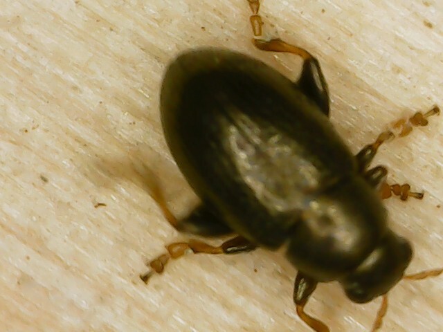 Chaetocnema hortensis
