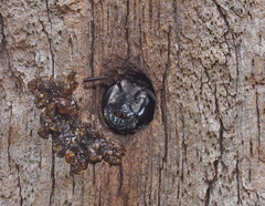 Megachile lucidiventris