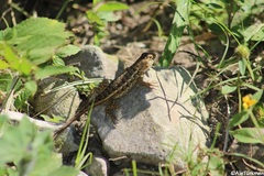 Sceloporus albiventris