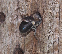 Megachile lucidiventris