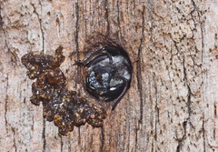 Megachile lucidiventris