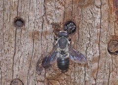 Megachile lucidiventris