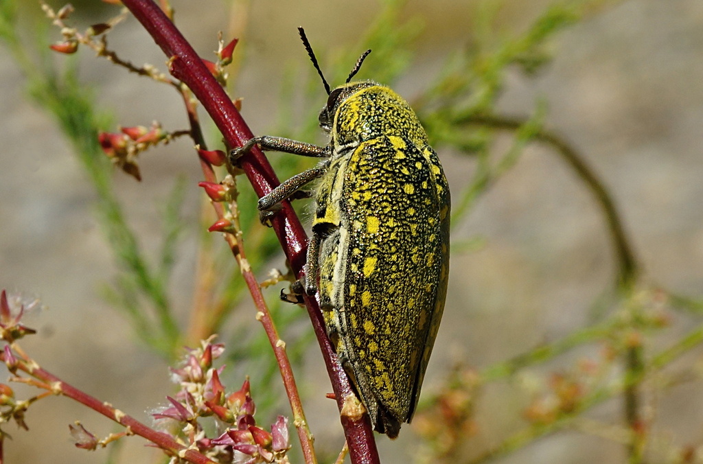 Julodis aequinoctialis