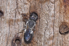 Megachile lucidiventris