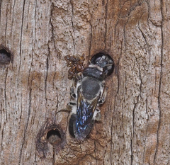 Megachile lucidiventris