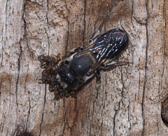 Megachile lucidiventris