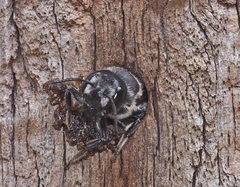 Megachile lucidiventris