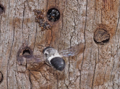 Megachile lucidiventris