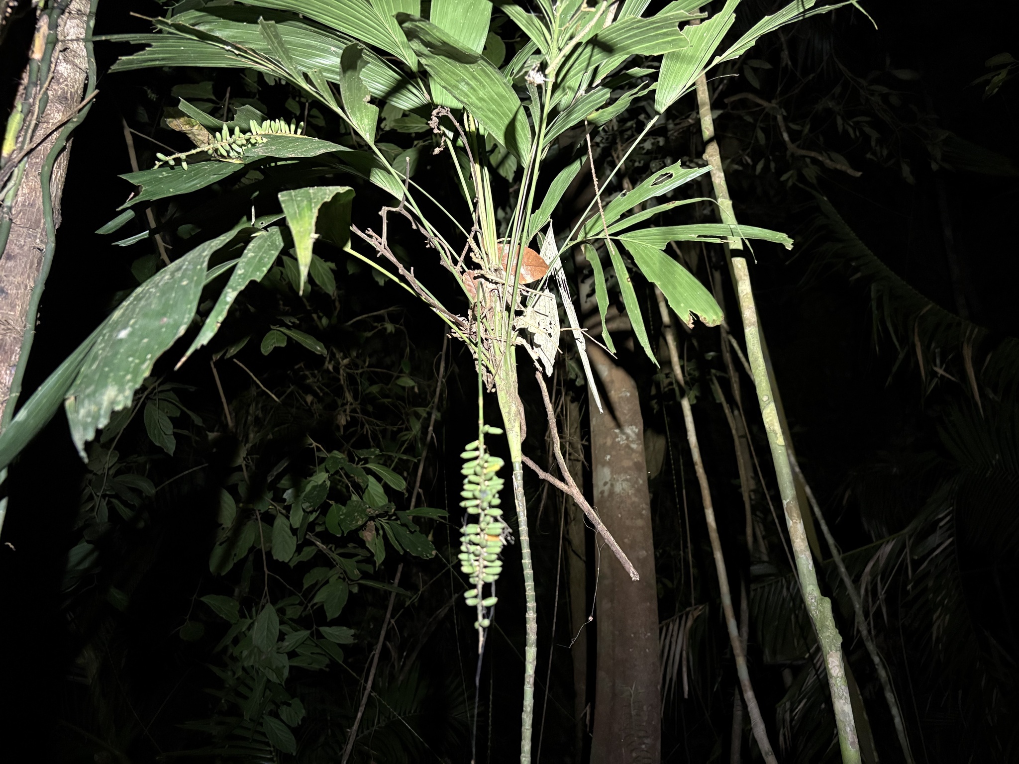 Linospadix minor (W.Hill) Burret 3