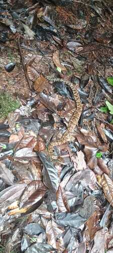 Bothrocophias tulitoi
