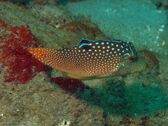 Canthigaster solandri