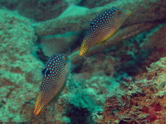 Canthigaster solandri