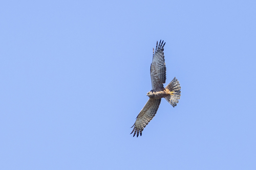 iNaturalist: (c) Niall Perrins, some rights reserved (CC BY-NC), uploaded by Niall Perrins iNaturalist image