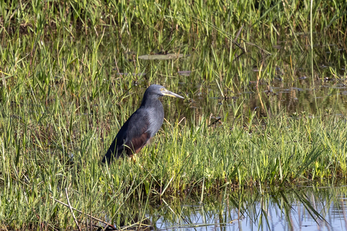iNaturalist image