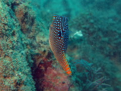 Canthigaster solandri