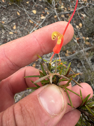 Grevillea tripartita, photograph 3