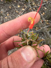 Grevillea tripartita, photograph (c) Tyler Anthony, some rights reserved (CC BY)