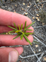 Grevillea tripartita, photograph (c) Tyler Anthony, some rights reserved (CC BY)