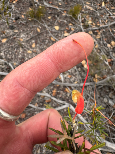 Grevillea tripartita, photograph 4
