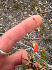 Grevillea tripartita, photograph (c) Tyler Anthony, some rights reserved (CC BY)