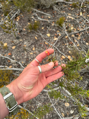 Grevillea tripartita, photograph (c) Tyler Anthony, some rights reserved (CC BY)