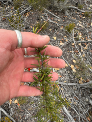 Grevillea tripartita, photograph (c) Tyler Anthony, some rights reserved (CC BY)