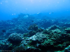 Pocillopora grandis