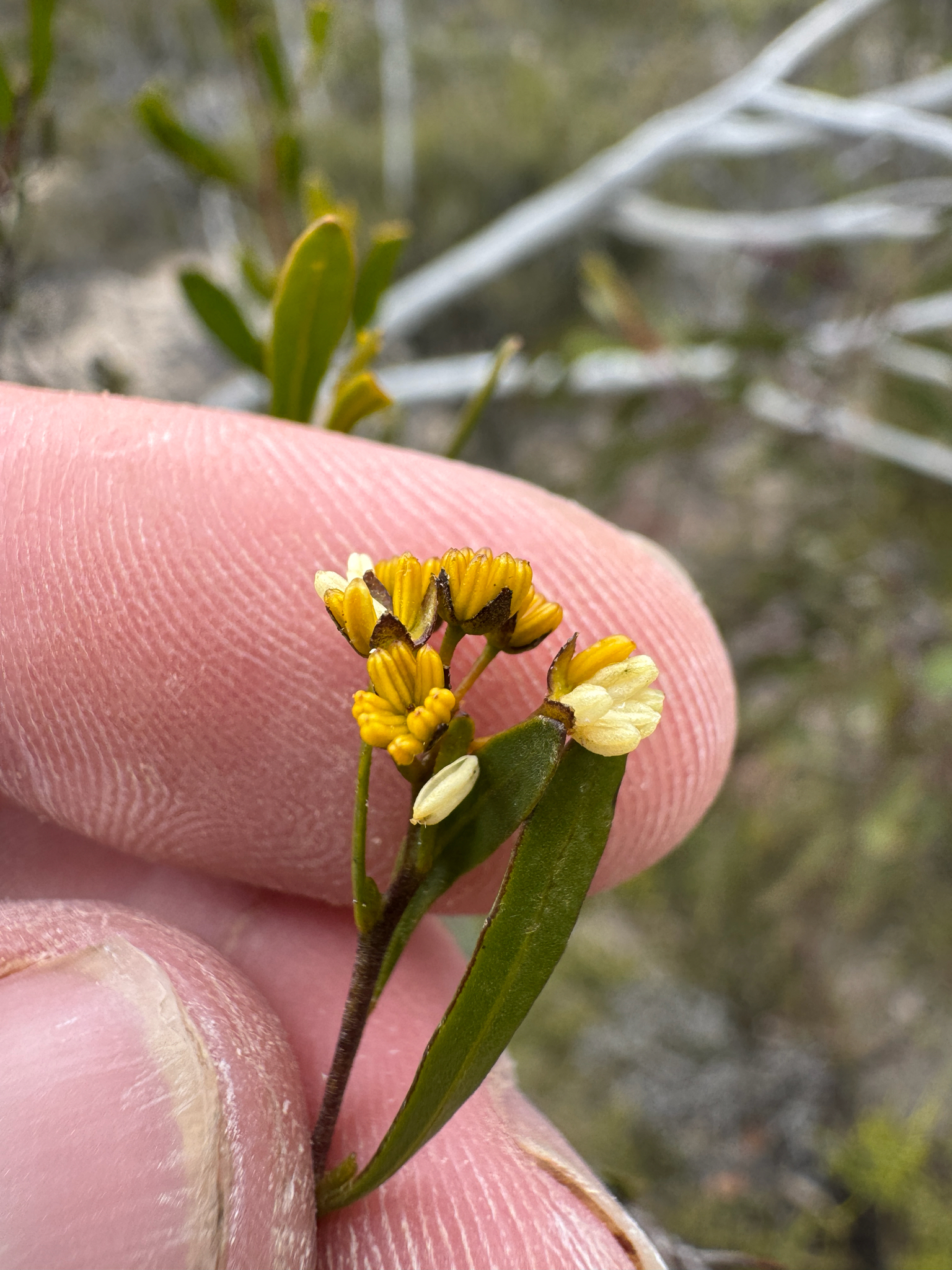 Dodonaea amblyophylla