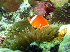 Amphiprion barberi