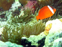 Amphiprion barberi