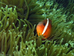 Amphiprion barberi