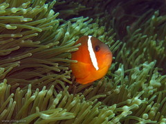 Amphiprion barberi