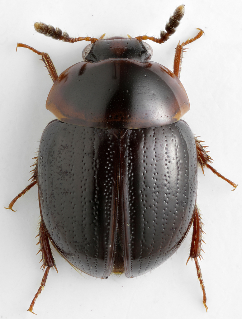 Anisotoma didymata