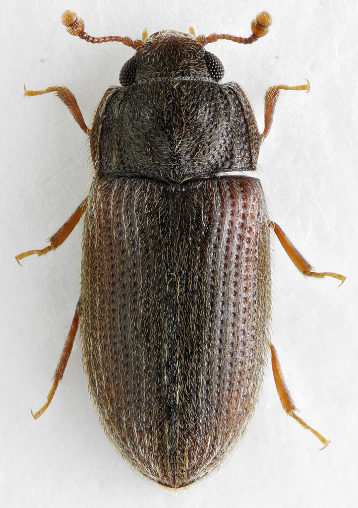 Biphyllus kolosovi