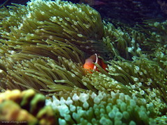 Amphiprion barberi